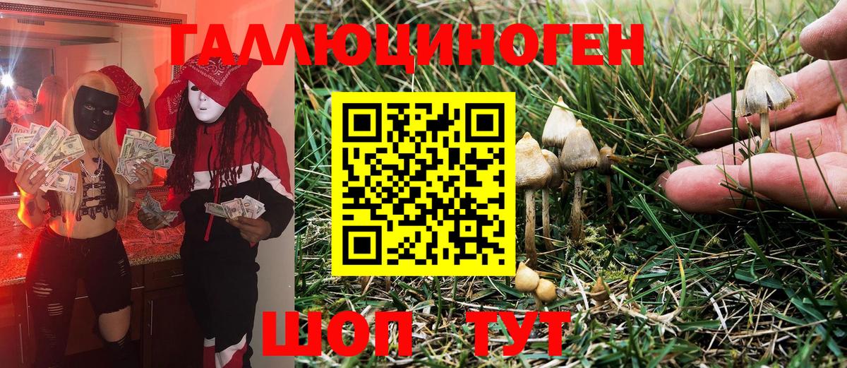 Псилоцибиновые грибы Psilocybe Заринск